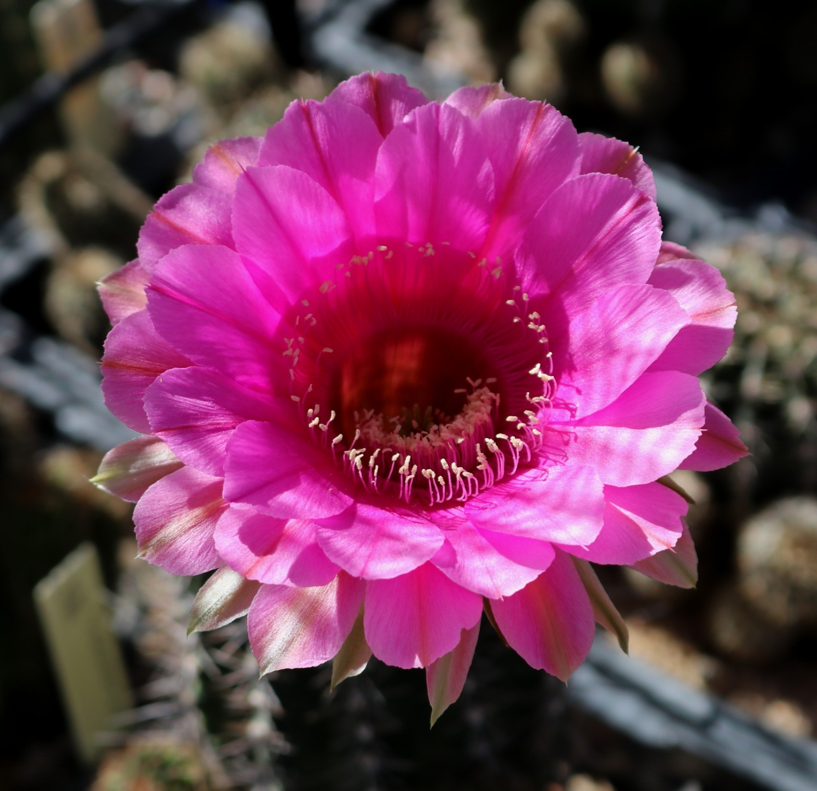 Echinopsis hybrid ‘Syncopation’