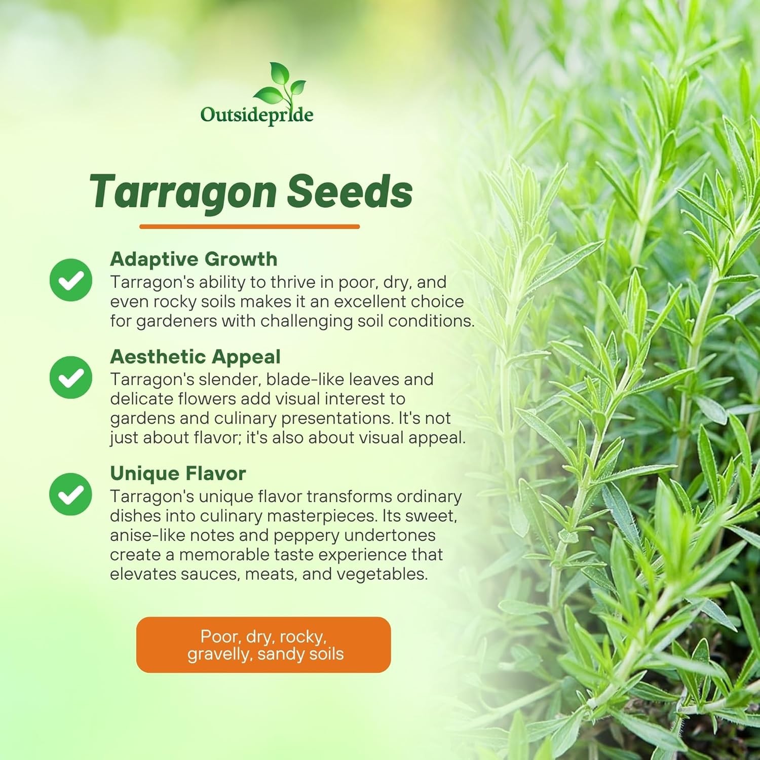 10000 Seeds Tarragon Seeds – Artemisia Dracunculus Drought Tolerant Herb