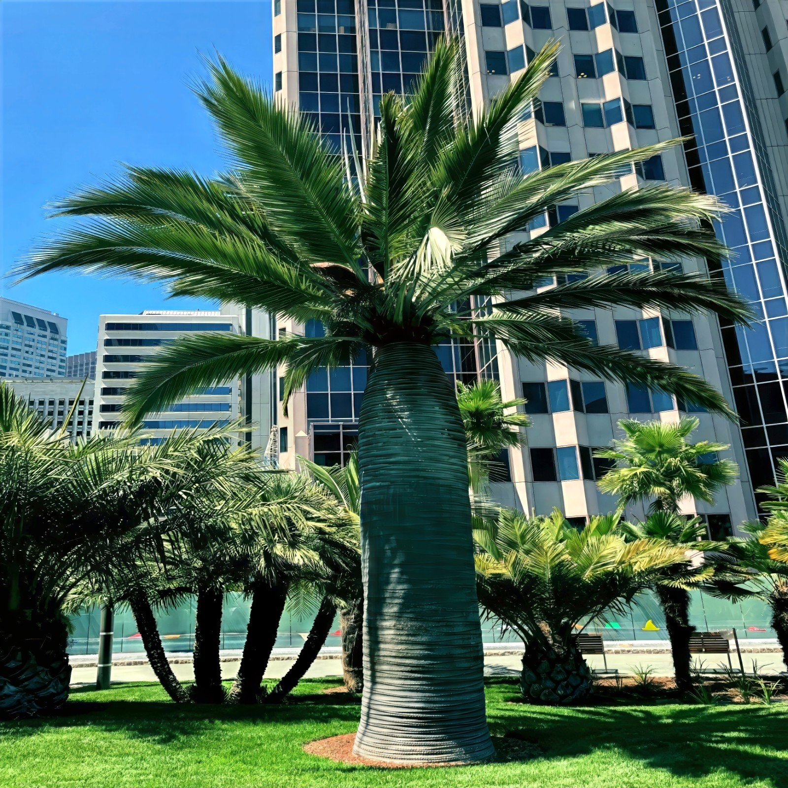 Chilean Wine Palm Tree Seeds (Jubaea chilensis) Largest Palm in World, Hardy-8