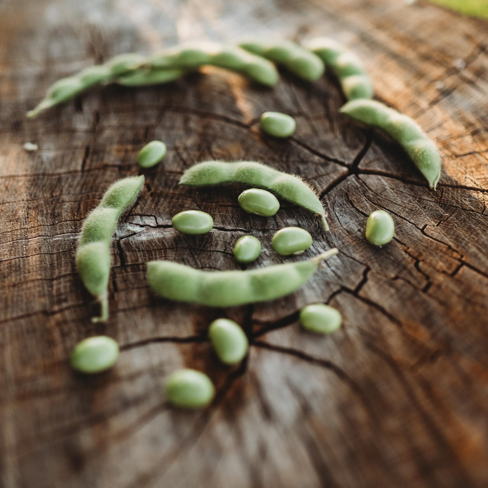 BeSweet Edamame Seeds, NON-GMO, Green Soybean, Glycine Max, Buttery, FREE SHIP