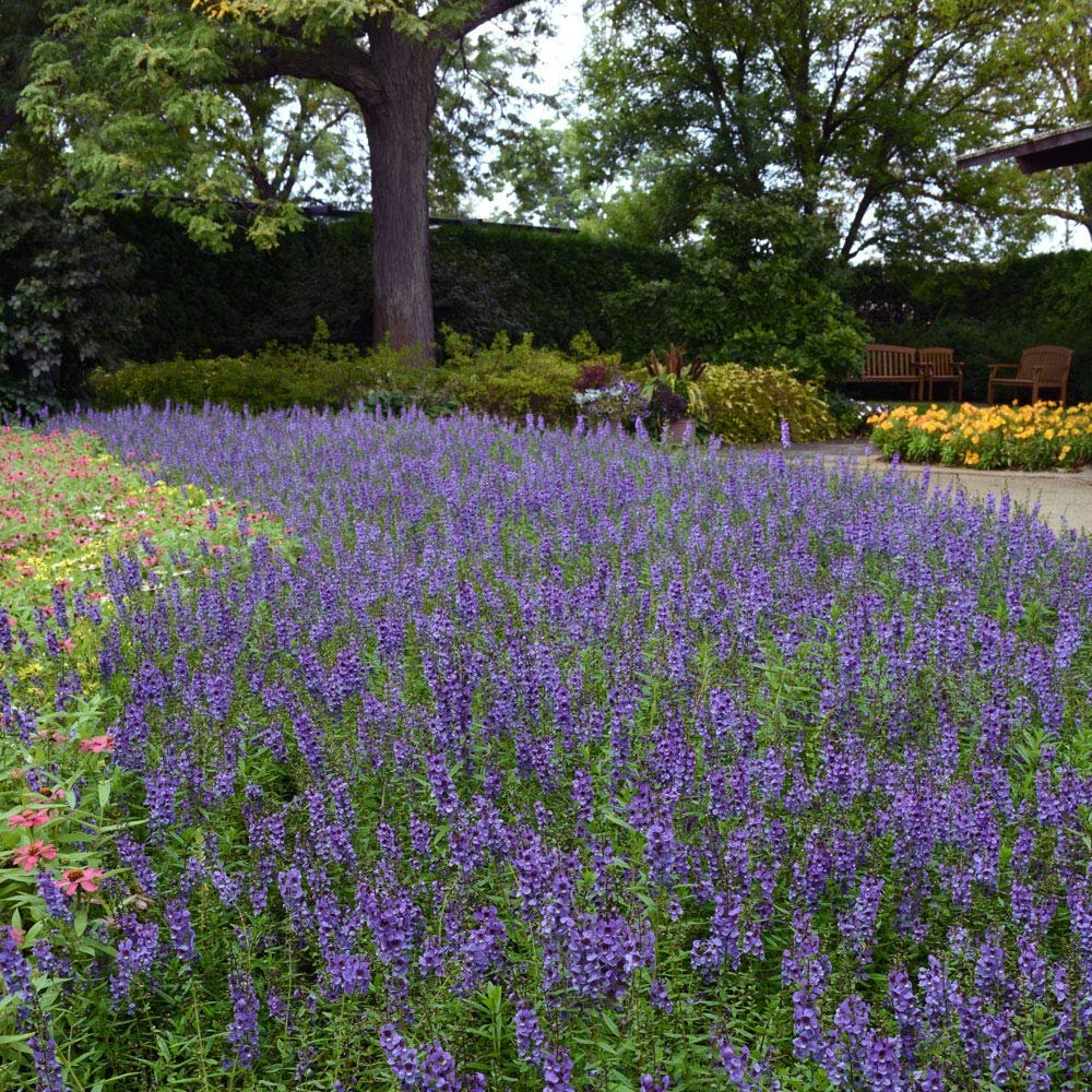 30 Seeds Angelonia Serena Blue – Angelonia Flower Seeds