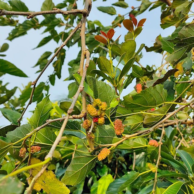 Morus alba | White Mulberry | 20 Seeds
