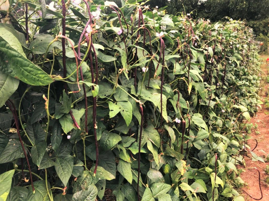 Purple Mart Yard Long Bean Seeds |Chinese Asparagus Asian Snake Cowpea Seed 2024