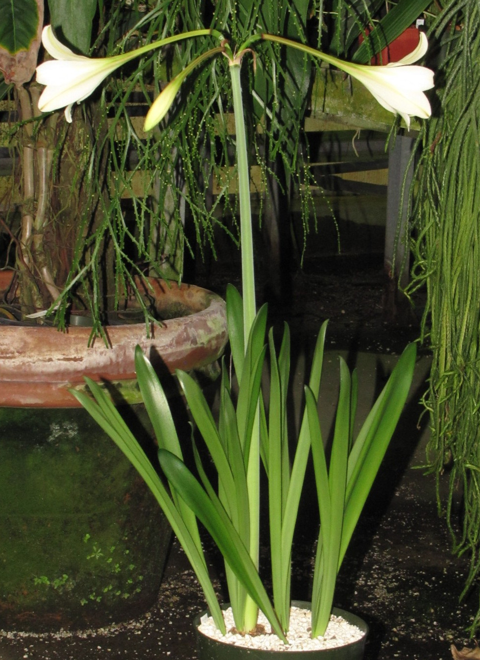 Hippeastrum solandriflorum 5 year bulb Venezuela