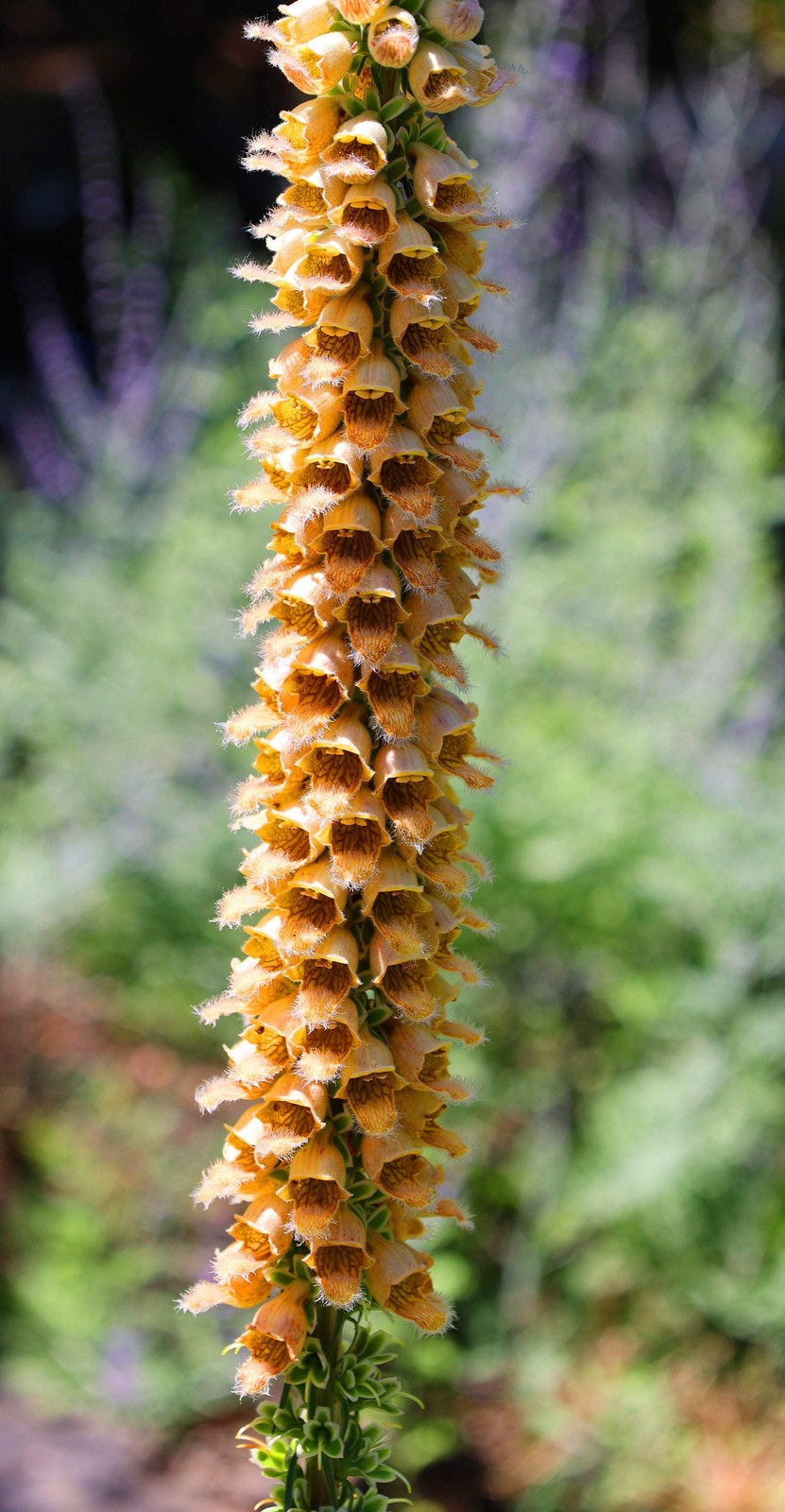50 RUSTY FOXGLOVE Hummingbird Flower Digitalis Ferruginea Yellow Herald Seeds