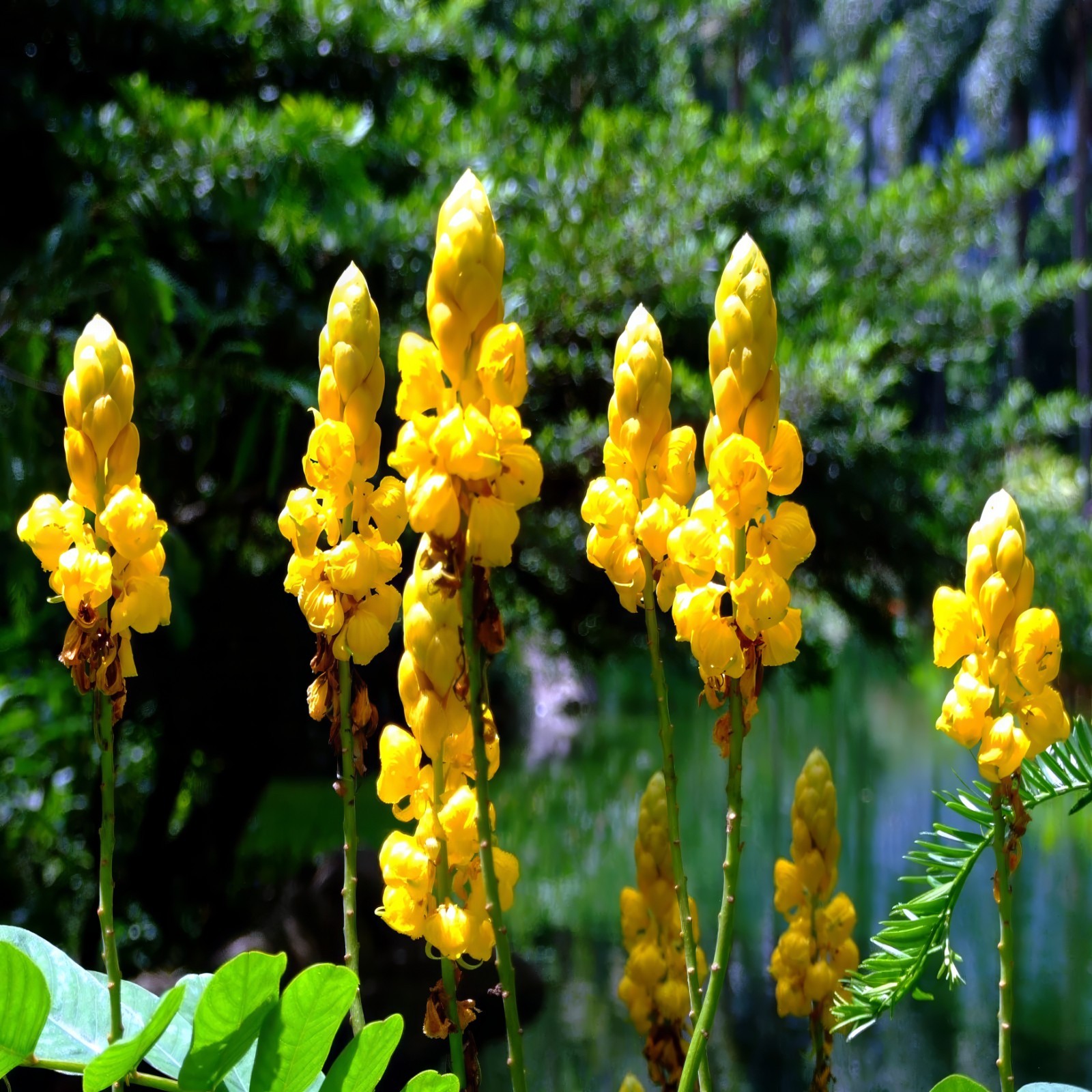 20 CANDLE BUSH SEEDS Cassia Alata Senna Tree Plant “Flowers Attract Butterflies”