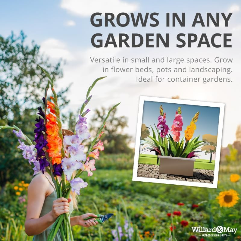 Mixed Gladiolus Flower Bulbs – 50 Bulbs Assorted Colors