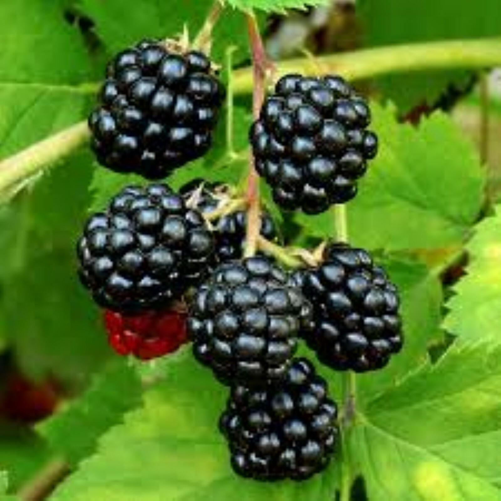Blackberry – ‘Natchez’ thornless – Rubus fruticosa 1 year old plant