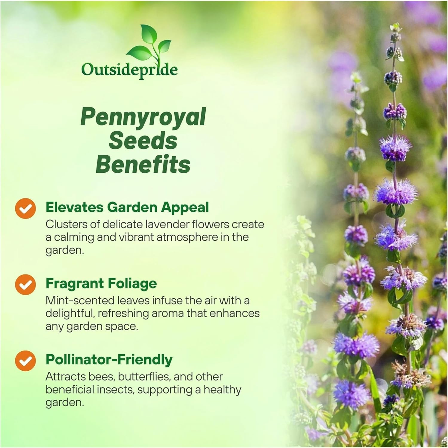 5000 Seeds Pennyroyal Flower Seeds – Mentha Pulegium Pennyroyal Seeds