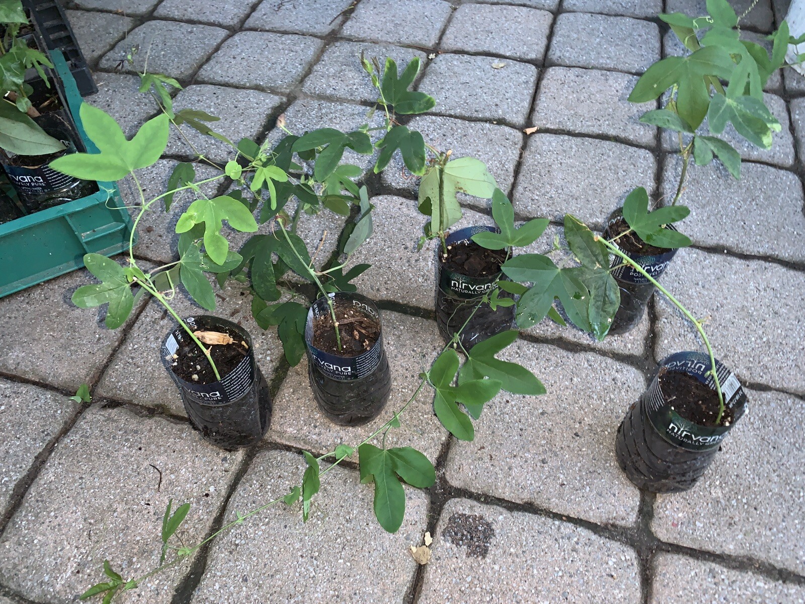 Passiflora “Amethyst” Passion flower vine, 10-16 inches long