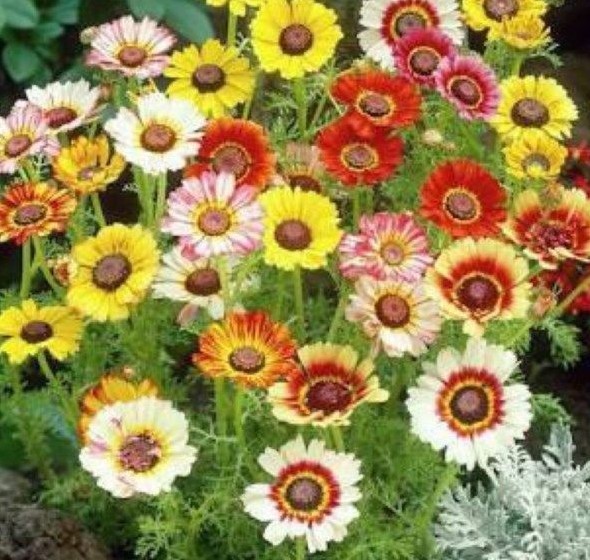 201+CHRYSANTHEMUM Painted Daisy Mix Seeds White Purple Red Yellow Patio/Garden