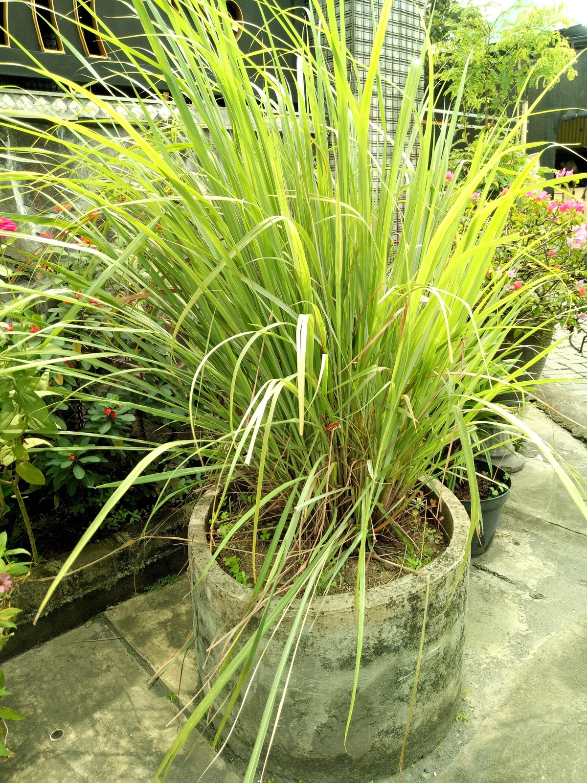 100 LEMONGRASS Lemon Grass Herb Vegetable Ornamental Cymbopogon Flexuosus Seeds