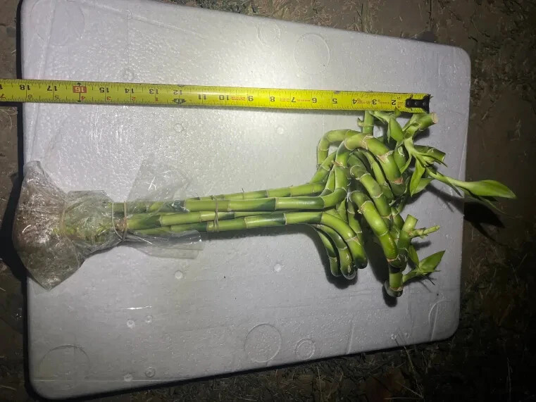 18 Inches Spiral Lucky Bamboo Indoor Live RARE HARD TO GET
