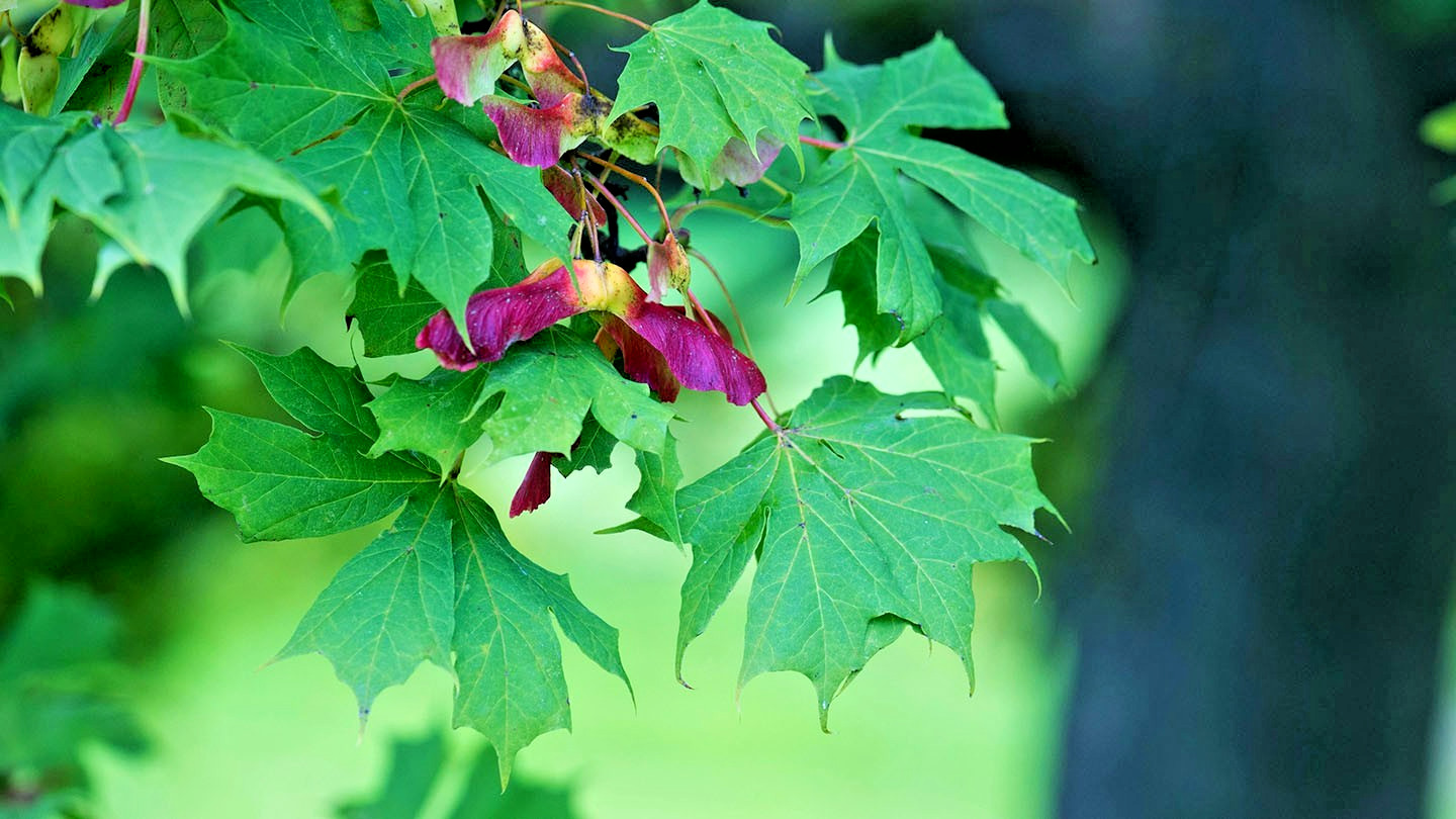 15 NORWAY MAPLE SEEDS – Acer platanoides