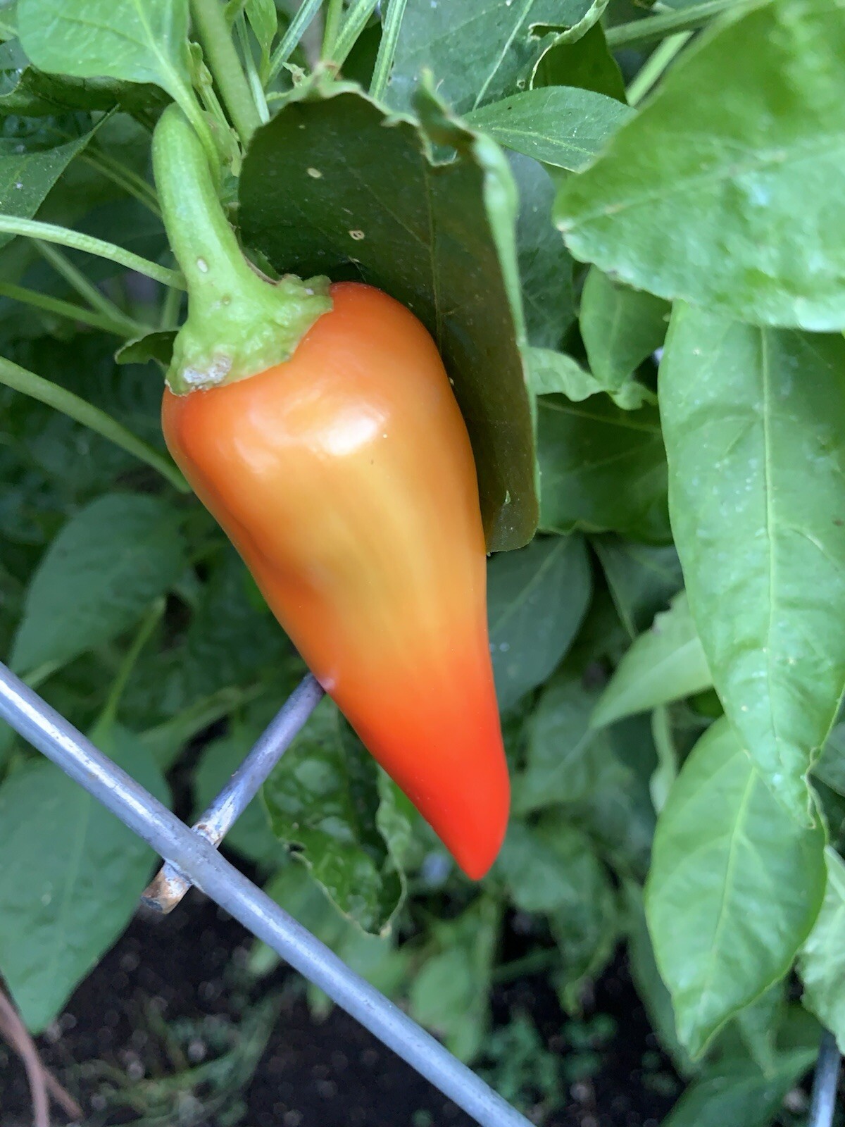 100+ JALAPEÑO PEPPER SEED COMBO PACK PURPLE/ORANGE SPICE/WHITE/TOPS 🥵🥵