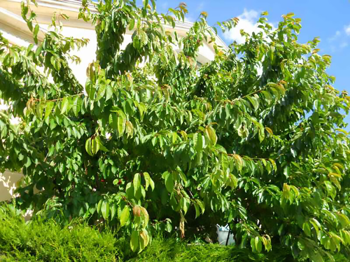 Sweet Cherry, (Mazzard Cherry), Prunus avium, Tree Seeds (Showy, Edible, Fast)