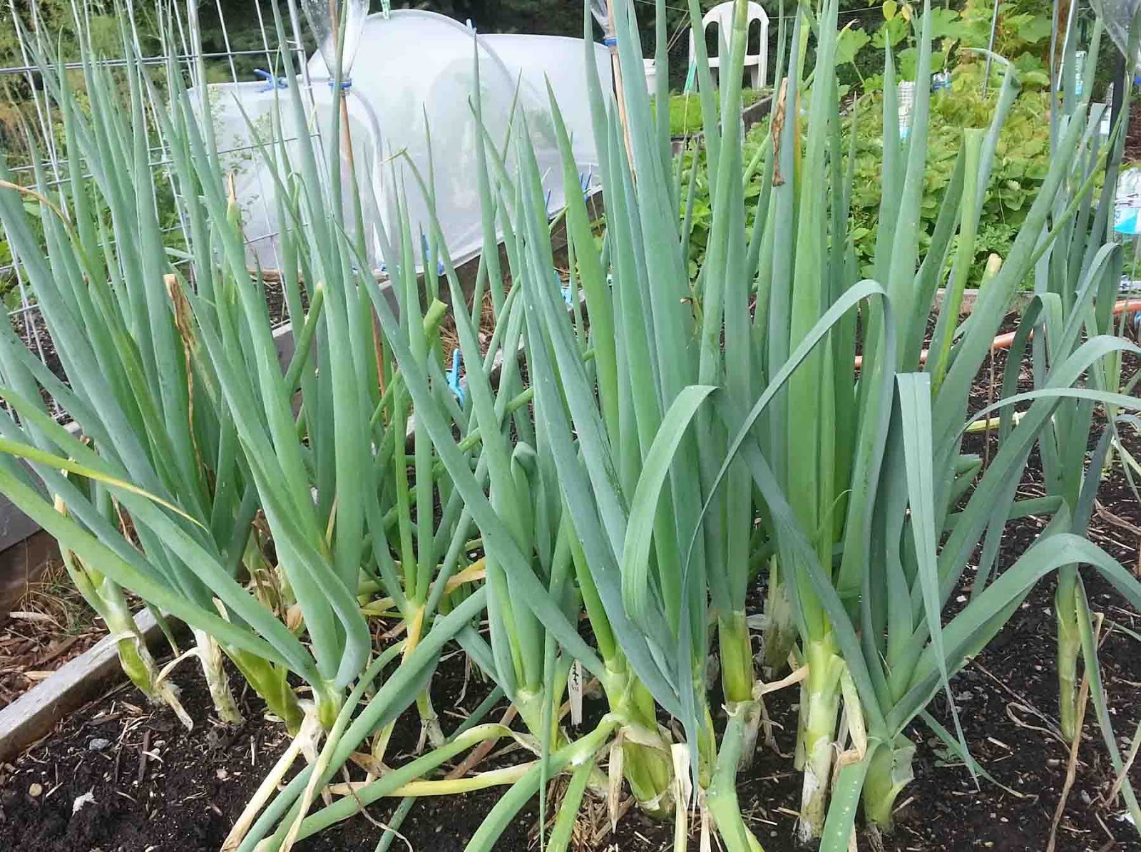 500+JAPANESE Evergreen Bunching GREEN ONION Seeds Welsh Nebuka He Shi Ko 70 Day
