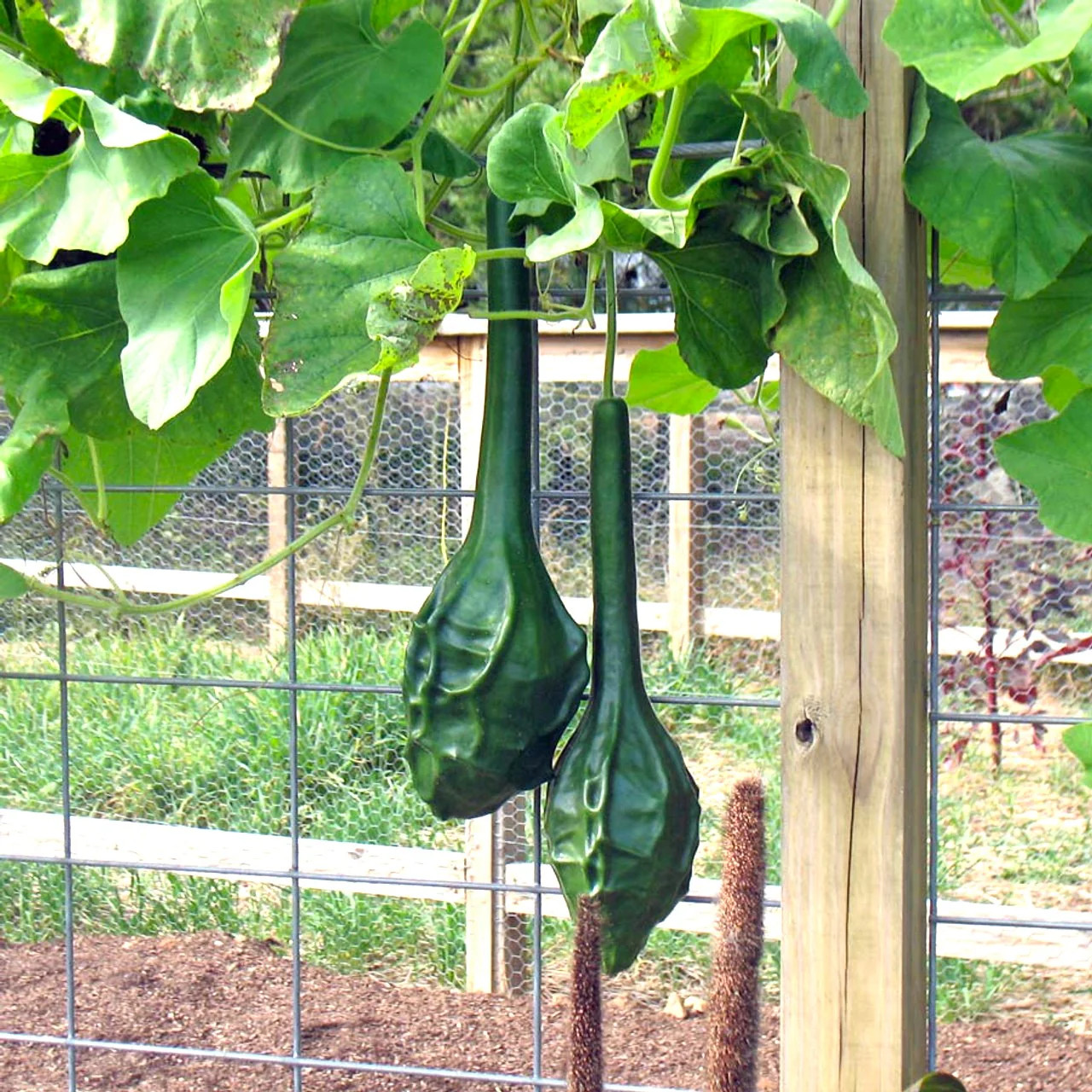 Caveman’s Club Gourd Seeds | Maranka Ornamental Birdhouse Bottle Craft Seed 2025