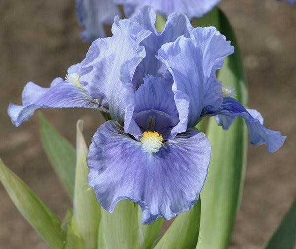 Dwarf Bearded Iris Sky of Blue Freshly Dug 1 Starter Plant