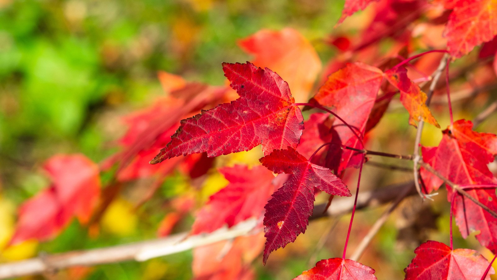 25 SIBERIAN MAPLE TREE Acer Ginnala Seeds – Red Fall Foliage