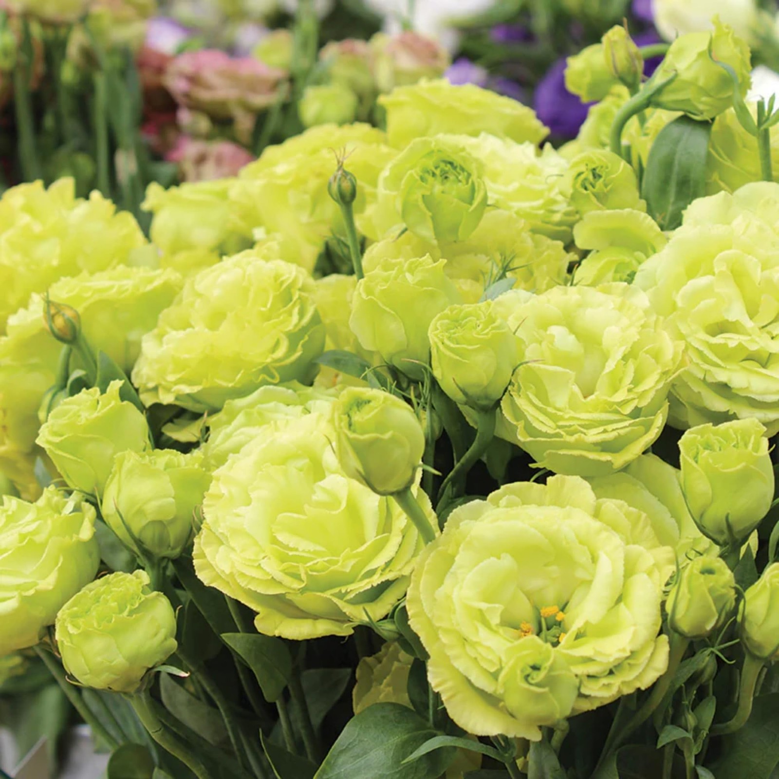 1000+ Double Lisianthus Seeds for Planting – Annual Lisianthus Flower Non-GMO…