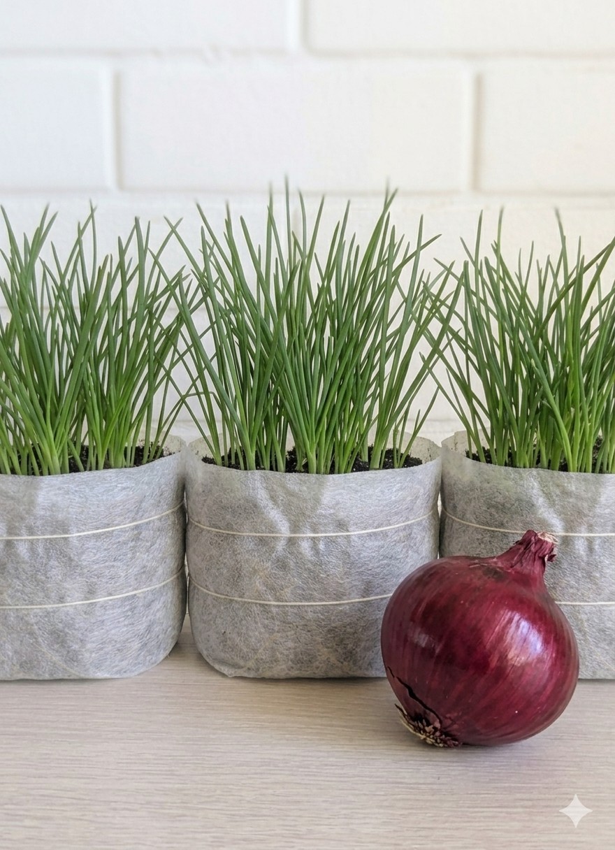 Choose Any 3 Seed Snails- Packed with seeds and ready to grow!