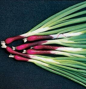 Onion Scallion Deep Purple Scallion 500 seeds