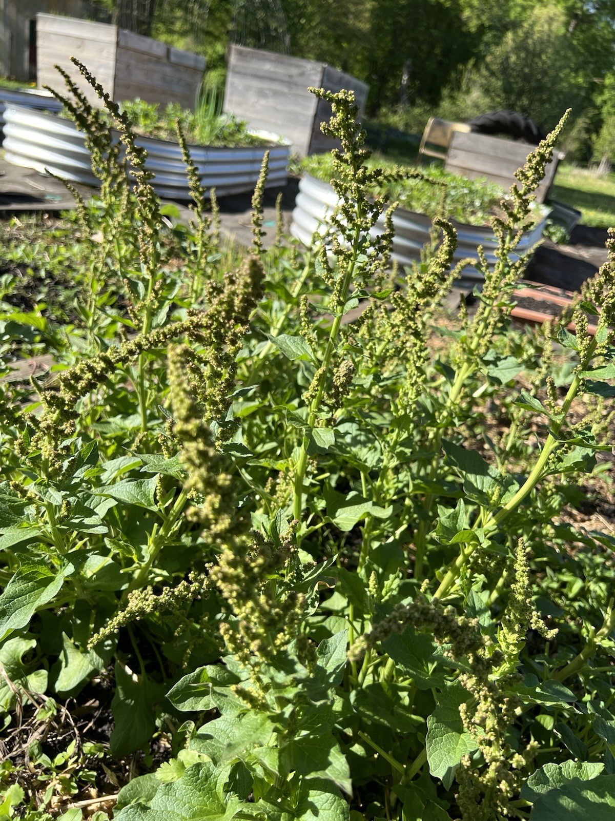 50 Perennial Good king henry spinach seeds organic
