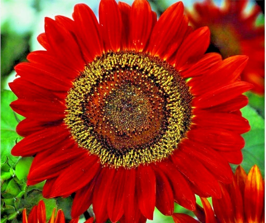 51+RED SUN SUNFLOWER Seeds Branching Cut Flowers Summer Garden Native Plant Easy
