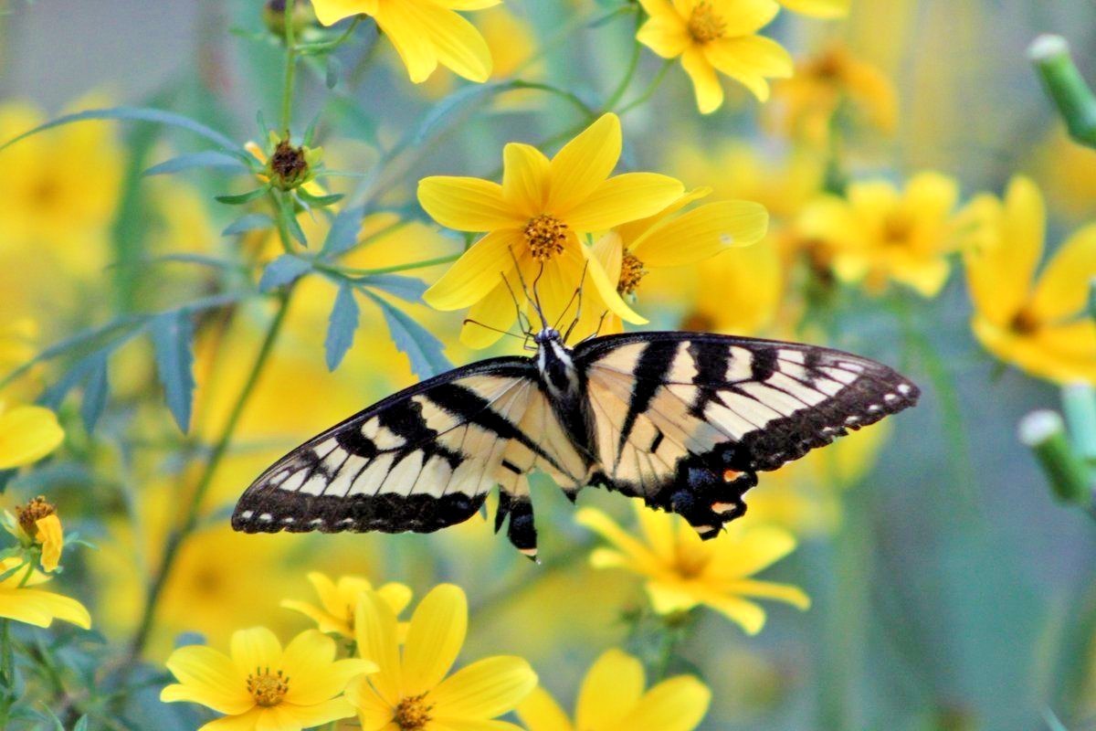 101+SWAMP MARIGOLD Seeds Tickseed Native Wildflower Shrub Bush Flowers Fast Easy