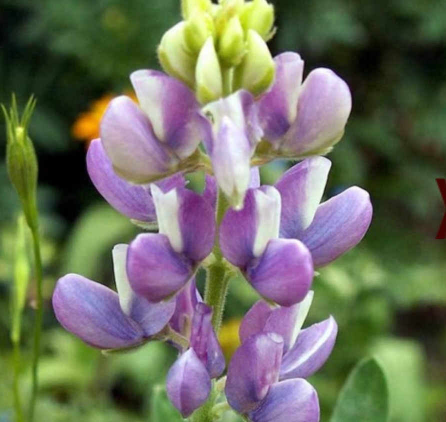 75+ Sky Lupine Seeds **Fresh Seeds** ~~Free Shipping~~