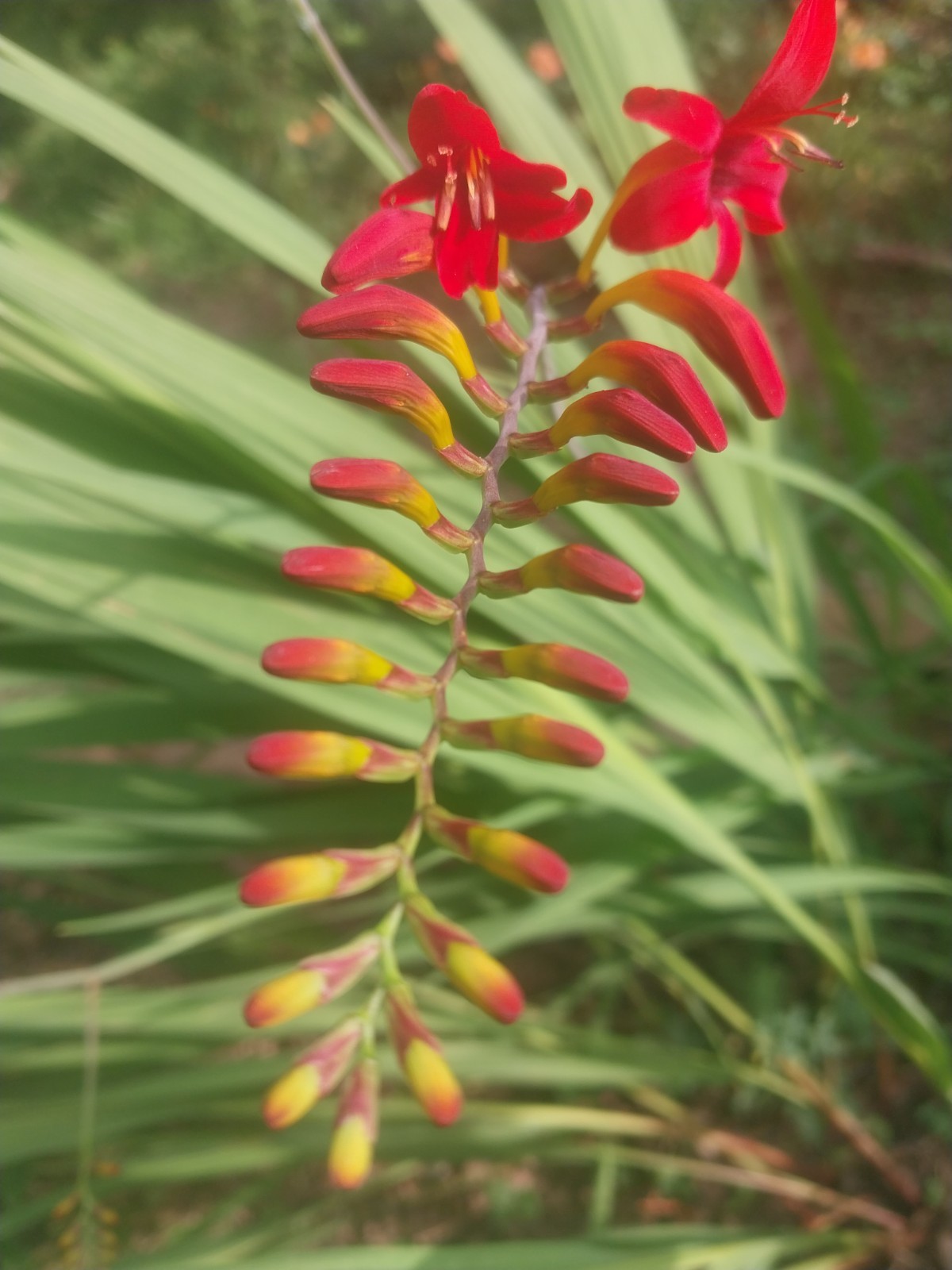 Lucifer plant crocosmia corms( bulbs) x 7