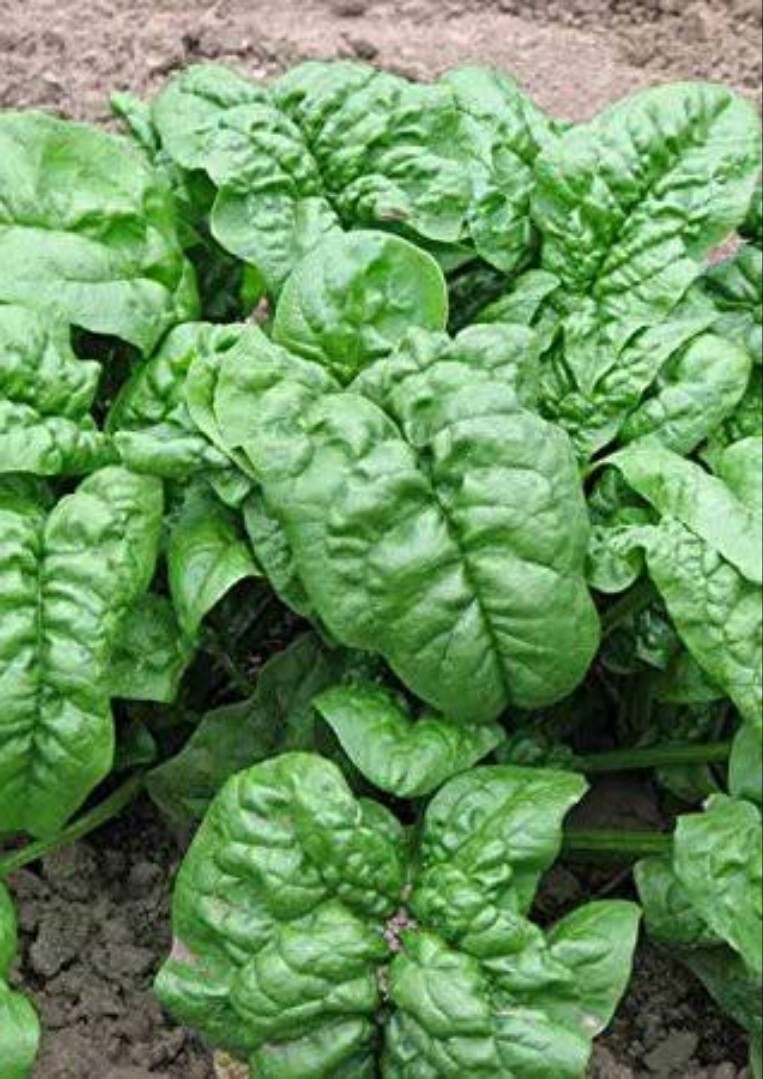 100+ Giant Noble Spinach Seeds | NON-GMO| Noble spinach seeds|