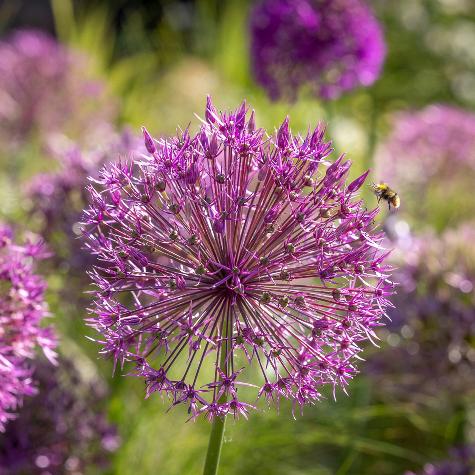 ALLIUM JESDIANUM Seeds *FREE Shipping!* Ornamental Onion Organic Vegetable Seeds