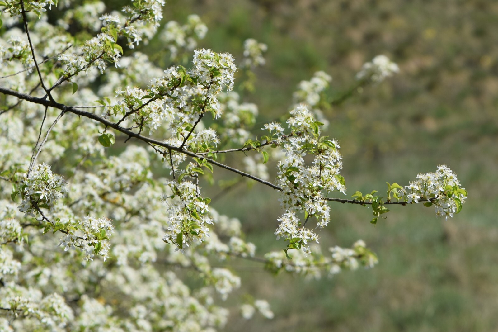 Arabian Cherry Tree | Premium Seeds | Prunus mahaleb ‘Fall’ | Plants’®
