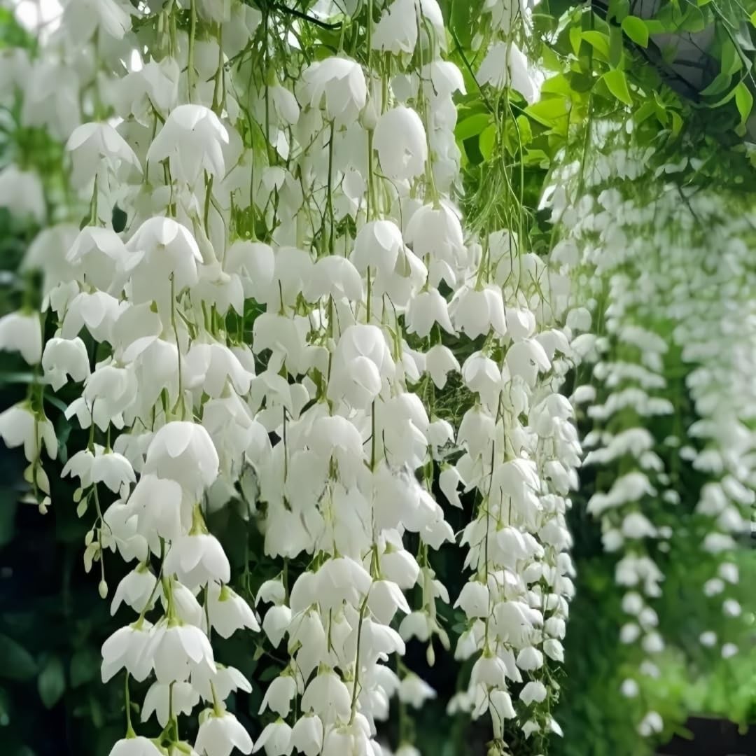 Weeping Jasmine Seeds (300 PCS) – Fragrant Cascading White Flowers, Climbing …
