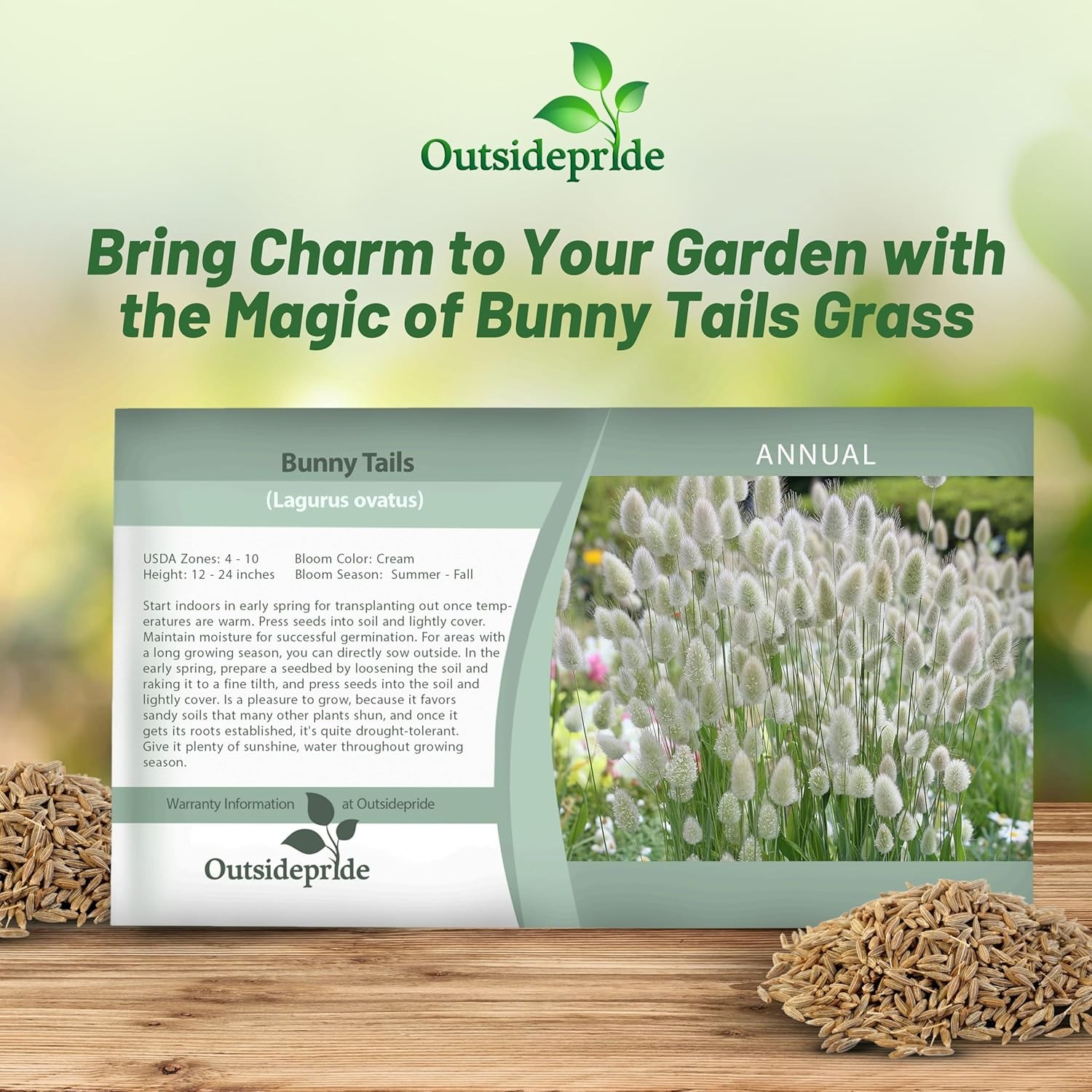 1000 Seeds Lagurus Ovatus Drought Tolerant Bunny Tails xeriscape Ornamental