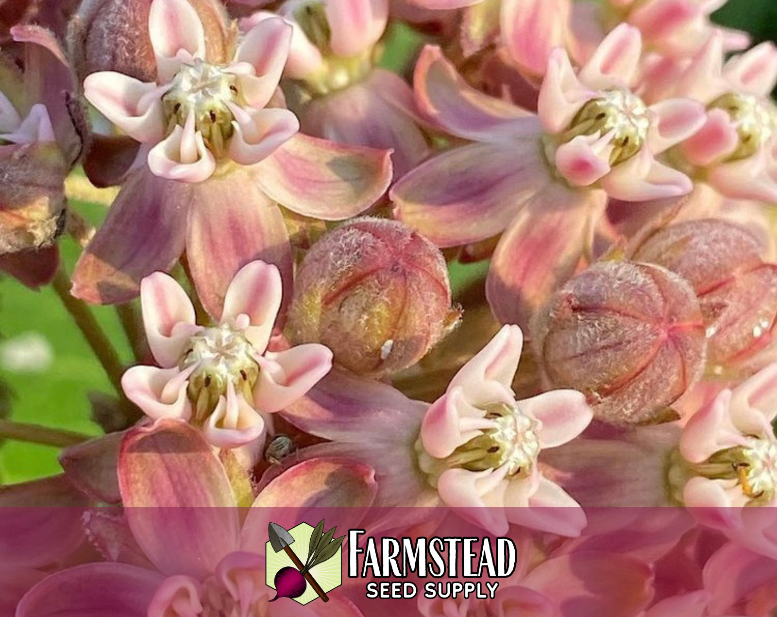 500 COMMON MILKWEED SEEDS [ACLEPIAS SYRIACA] NATIVE MONARCH BUTTERFLY FLOWER USA