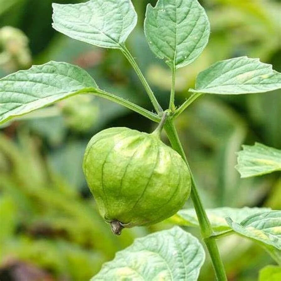Grande Rio Verde Tomatillo, 50 Seeds, NON-GMO, Mexican Husk Tomato, FREE SHIP