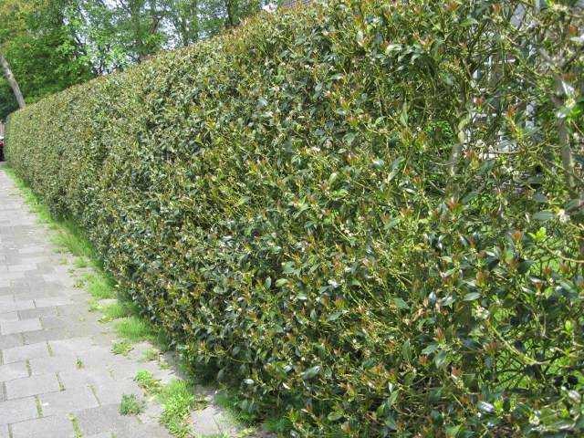 English Holly, Ilex aquifolium, Tree Seeds