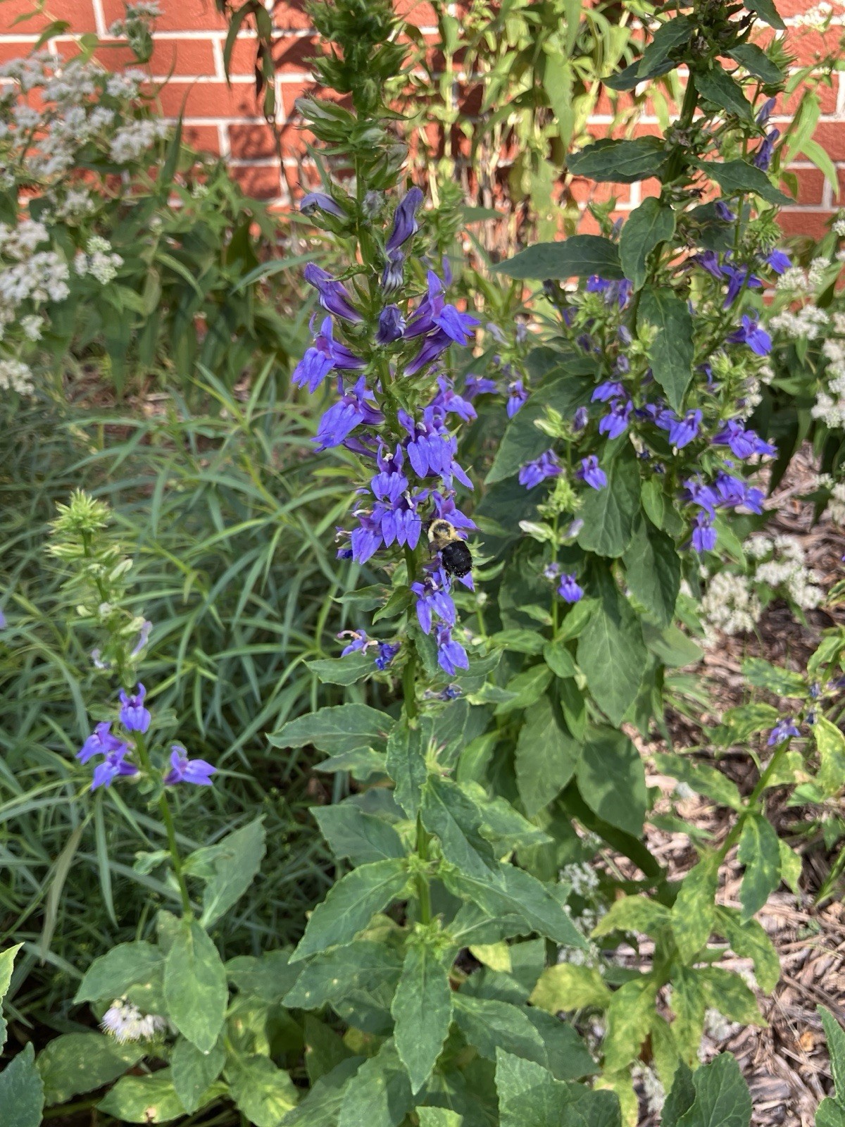 Great Blue Lobelia, Blue Cardinal Flower- Lobelia siphilitica Seeds 100+ count