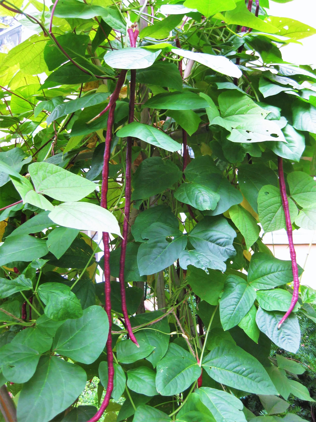 Purple Mart Yard Long Bean Seeds |Chinese Asparagus Asian Snake Cowpea Seed 2024