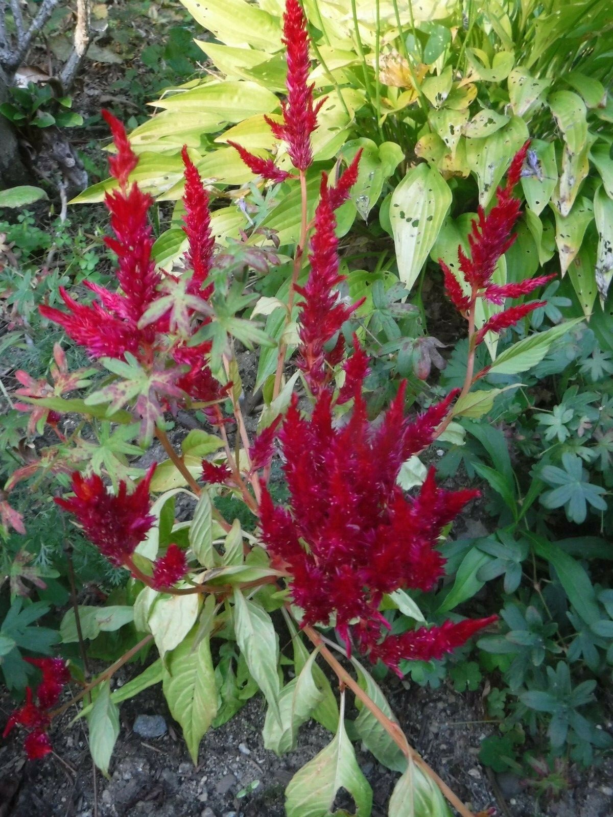 celosia pampas plume, feather mix 25+ Seeds