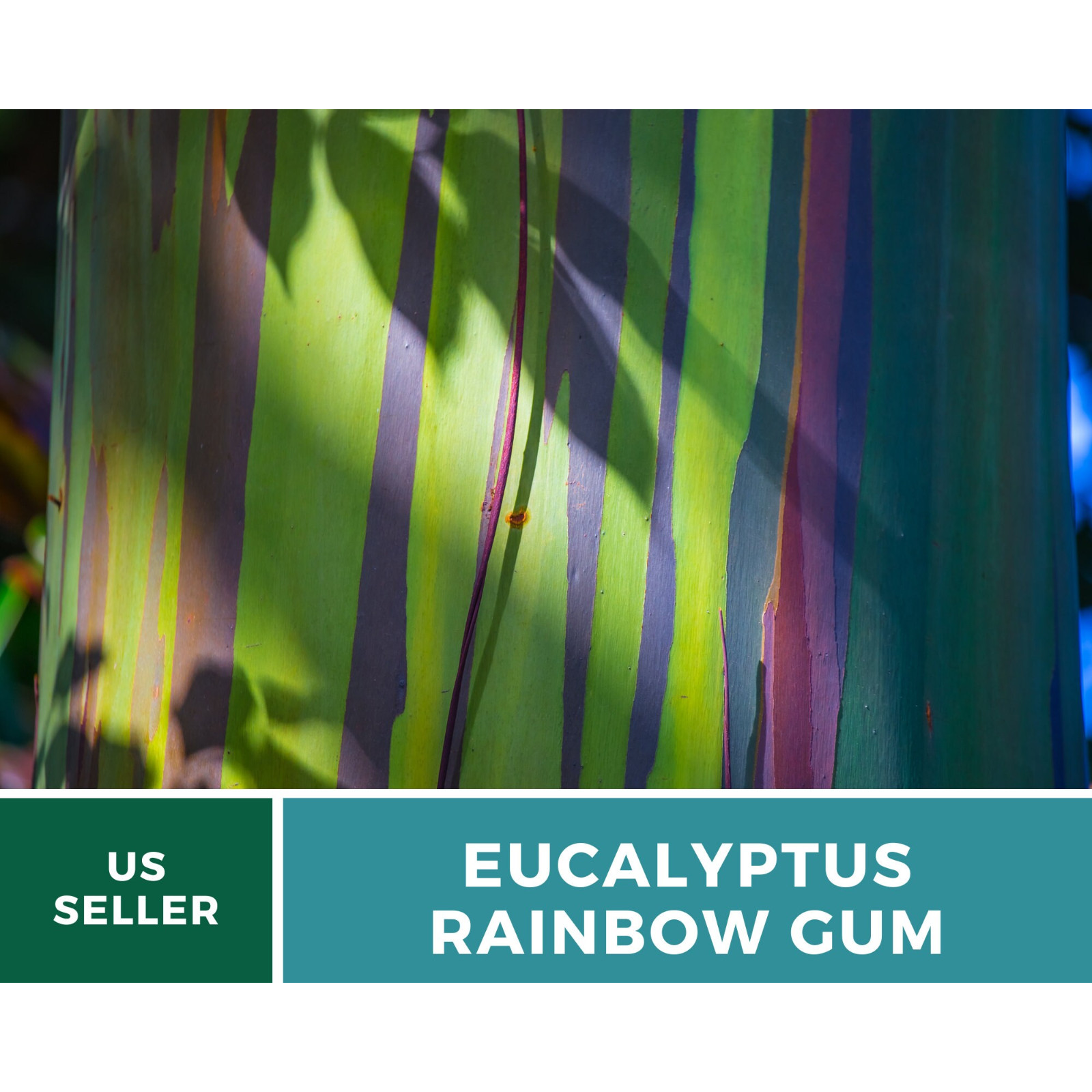 Eucalyptus, Rainbow Gum Tree seeds (Eucalyptus deglupta)