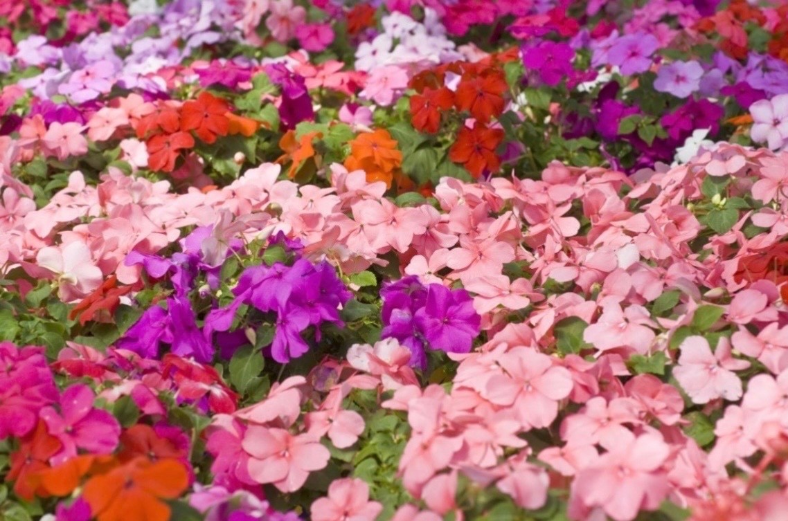 Fresh Impatiens Seeds, Mixed Colors, Walleriana Dwarf Bedding Shade Flower, USA