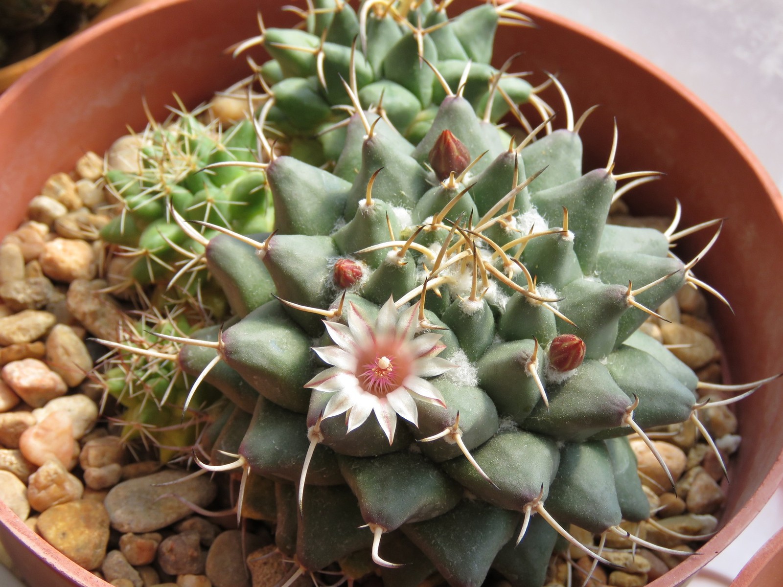 Seed- Mammillaria magnimamma 25+ seeds (2025)