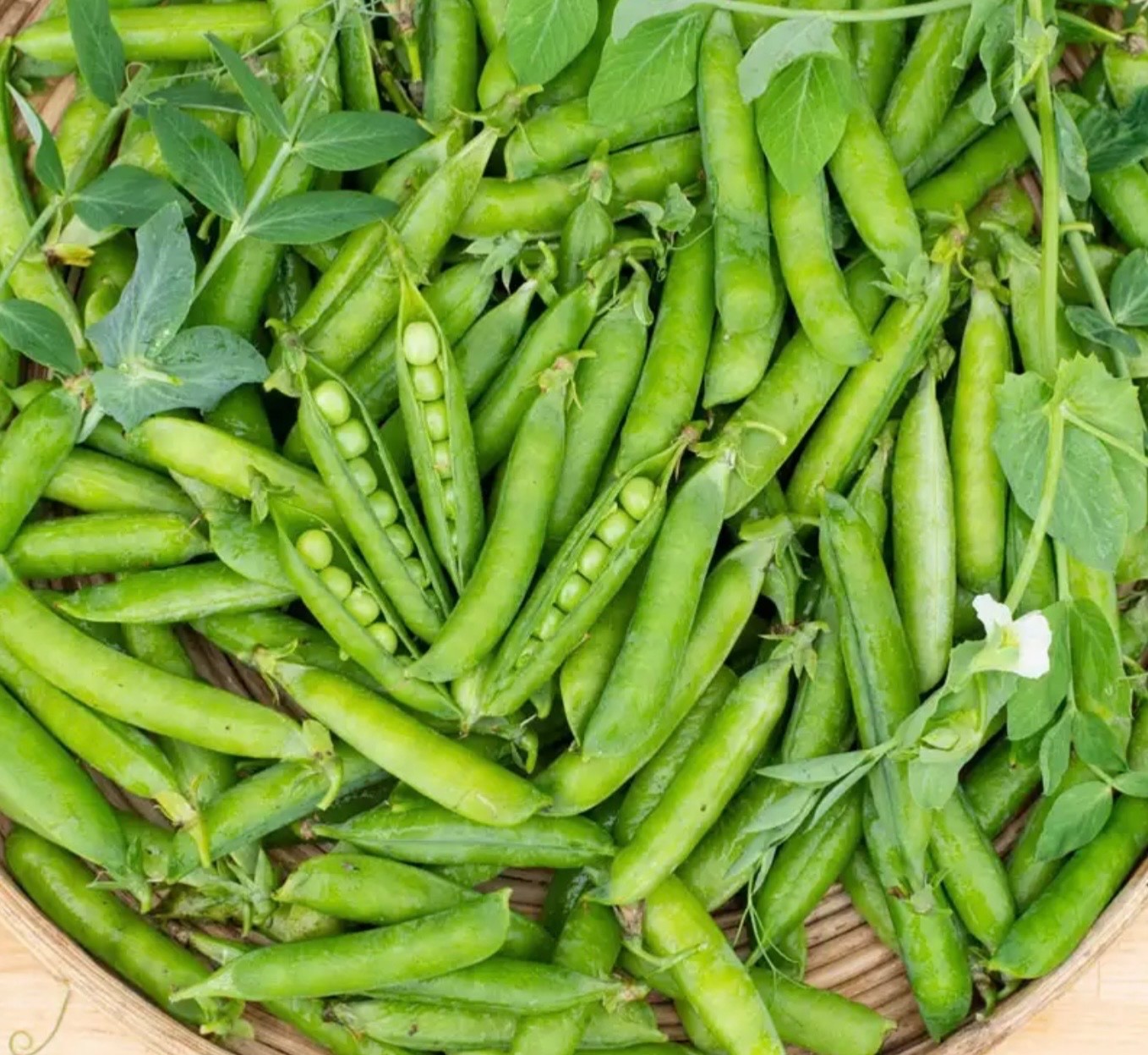 Fresh Pea Seeds | Little Marvel, Compact Semi-Dwarf Non-GMO Heirloom, USA Seller
