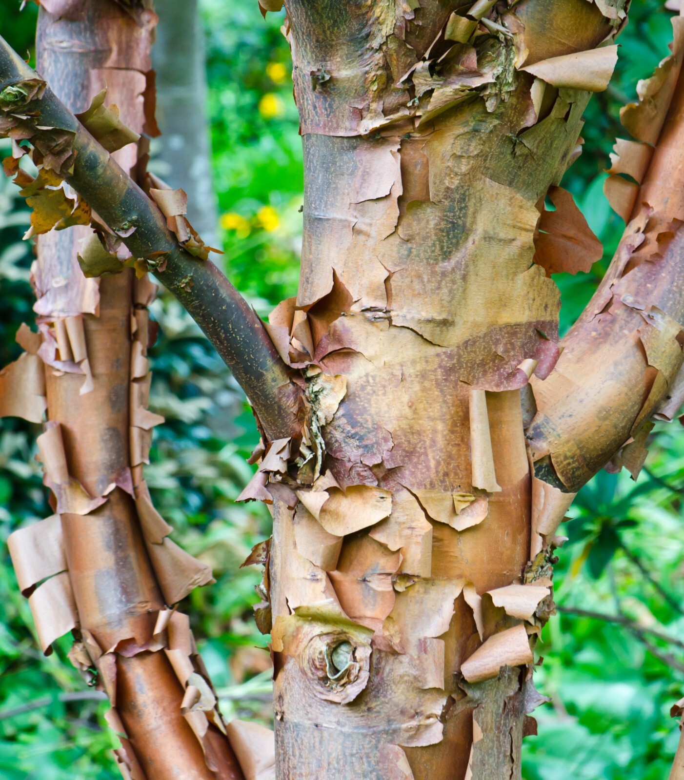 Acer griseum – Paperbark Maple- 18-44 Inches Tall