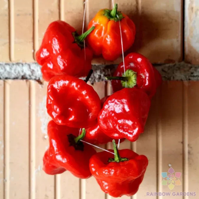 25+ Jamaica Hot Red Pepper Seeds for Garden Planting – USA – FREE SHIPPING!