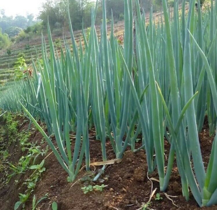 USA-Sellers onion, WHITE LISBON, green bunching onion or SCALLION, 50 SEEDS